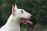 BULL TERRIER MINIATURE 119